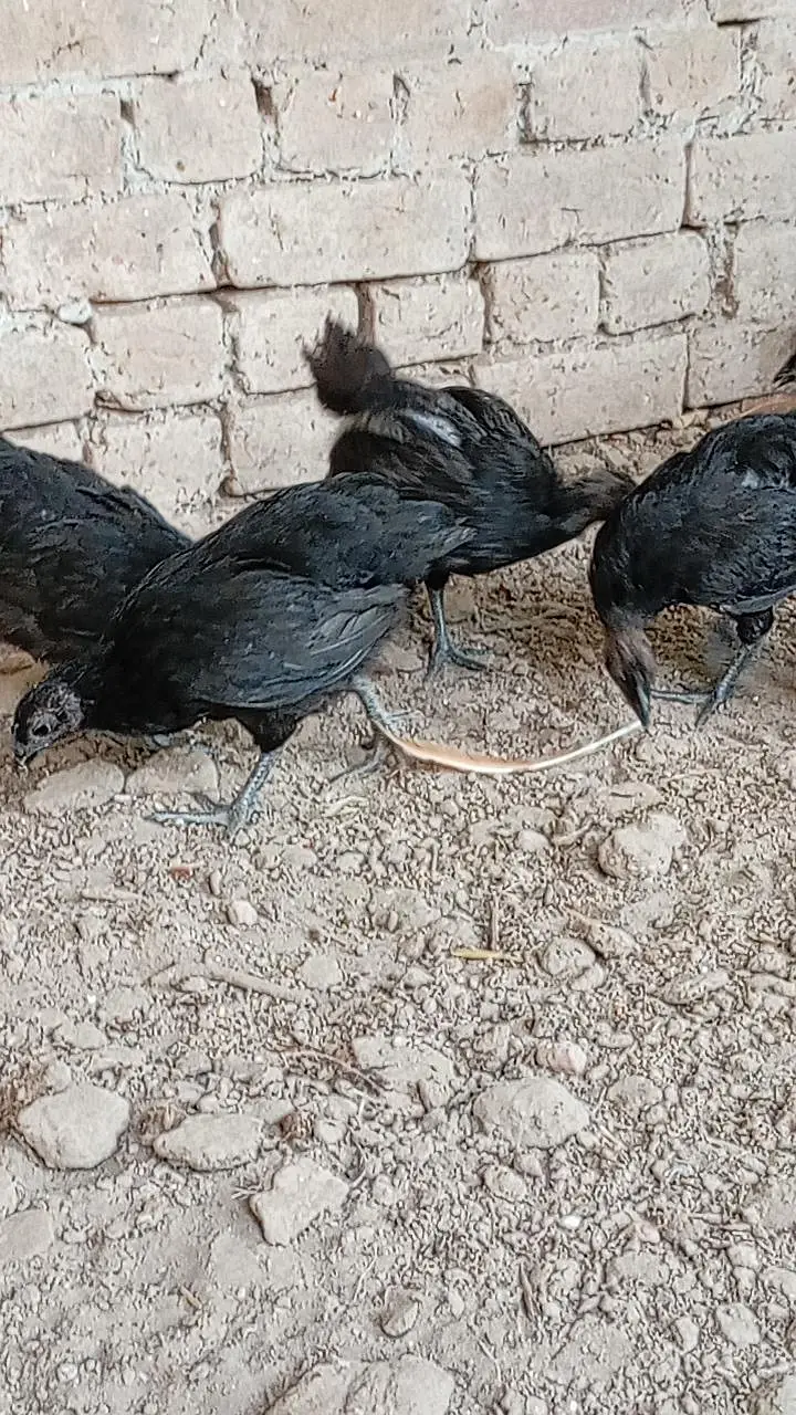 Ayam Cemani Chicks — photo 3
