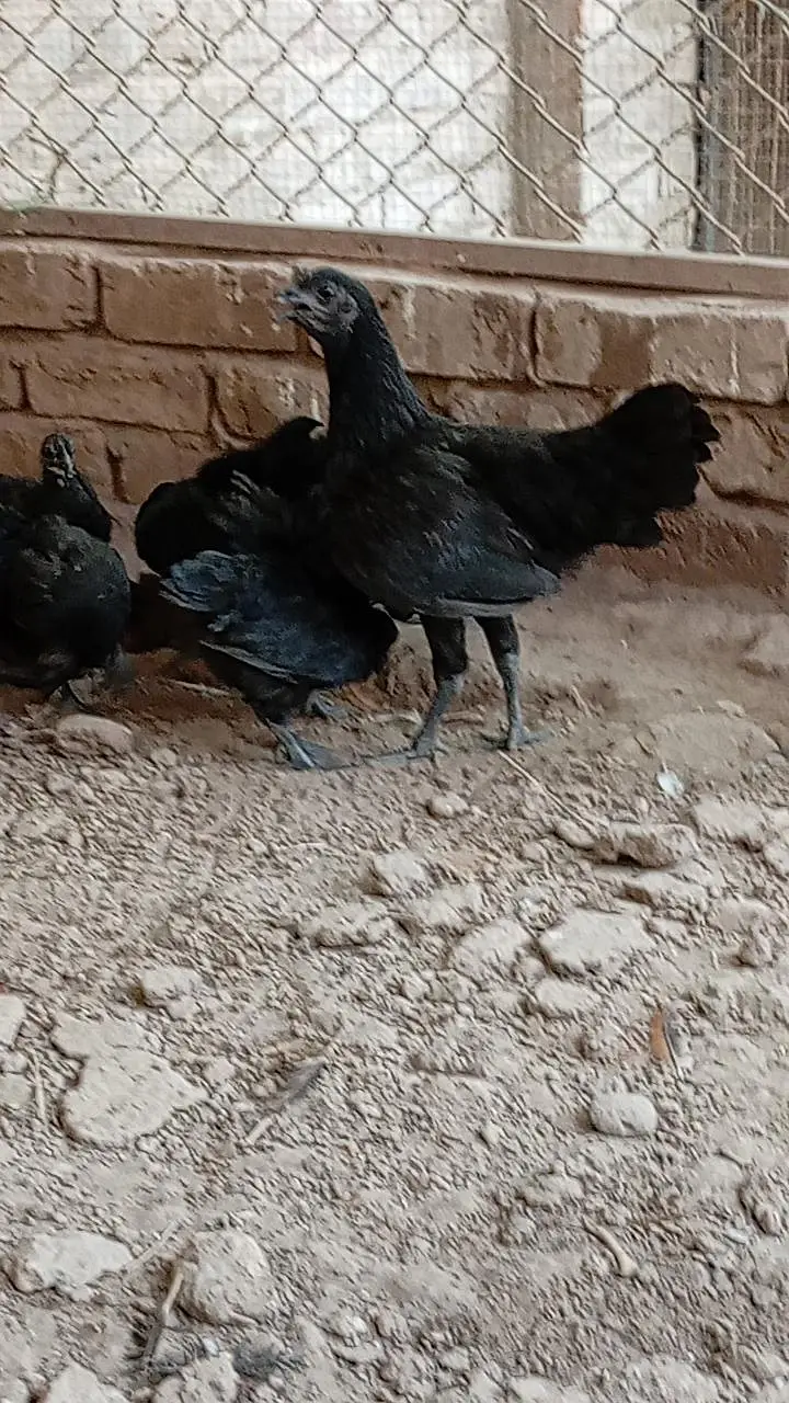 Ayam Cemani Chicks — photo 4