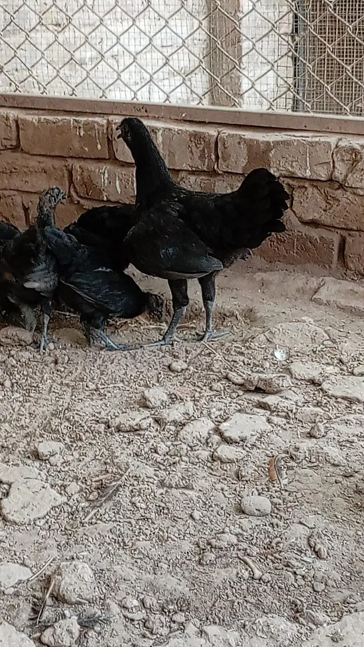 Ayam Cemani Chicks — photo 5