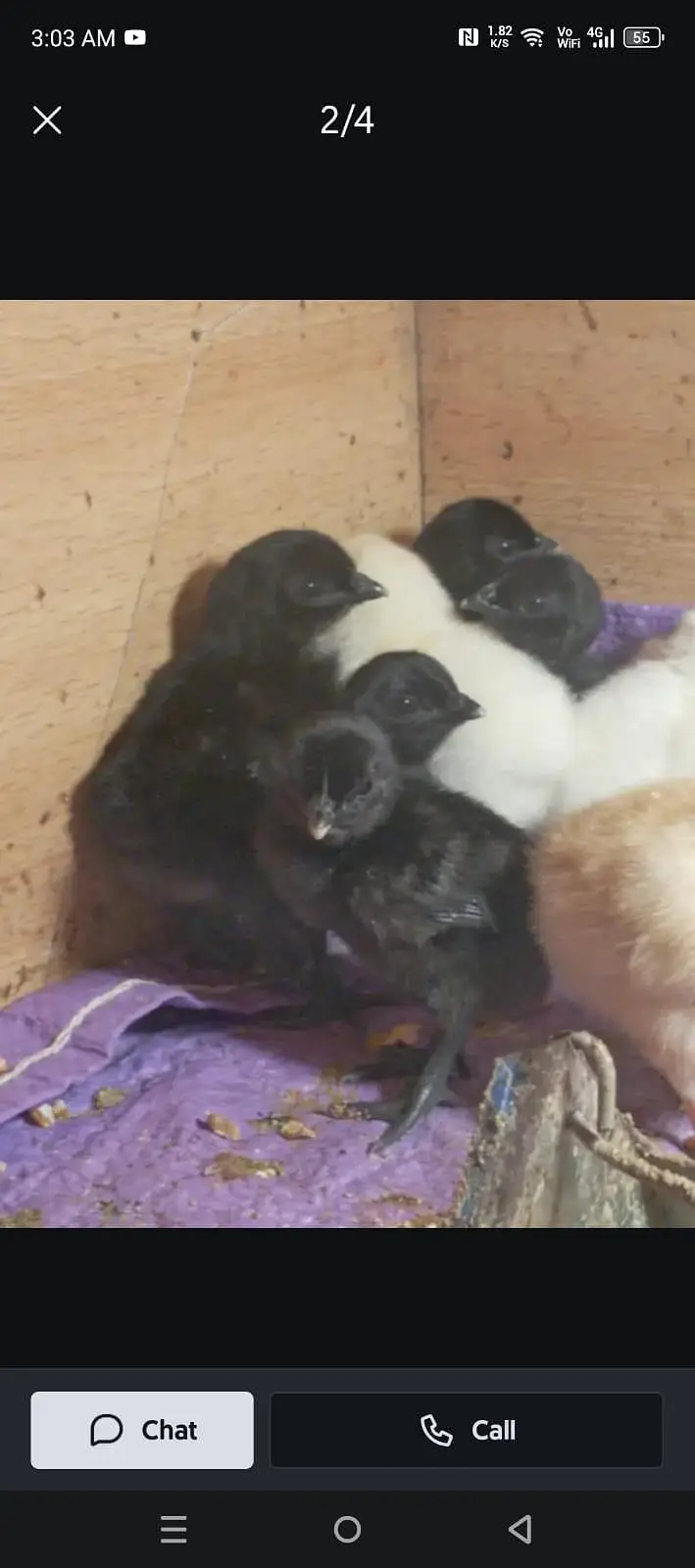 Ayam Cemani Chicks — photo 6