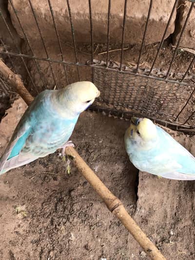 Rainbow budgies pair