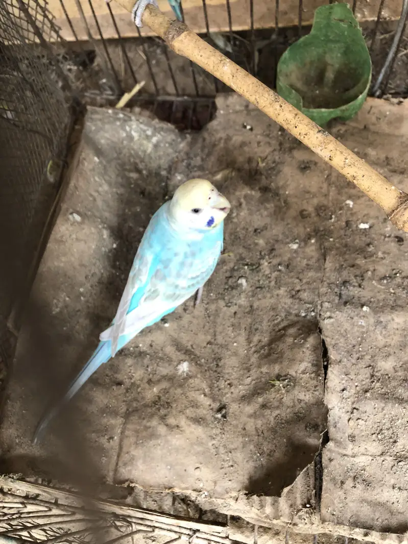 Rainbow budgies pair — photo 2