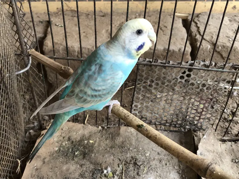 Rainbow budgies pair — photo 3