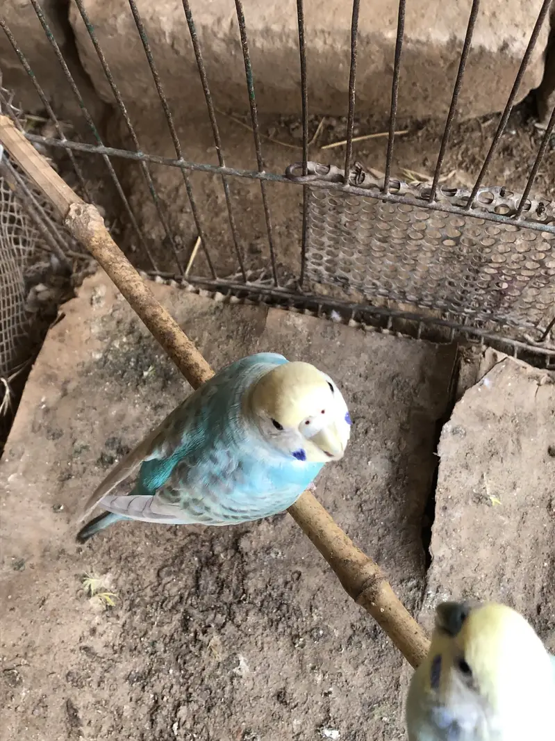 Rainbow budgies pair — photo 4