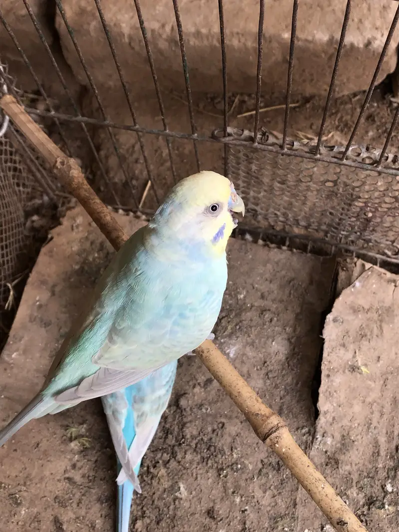 Rainbow budgies pair — photo 5