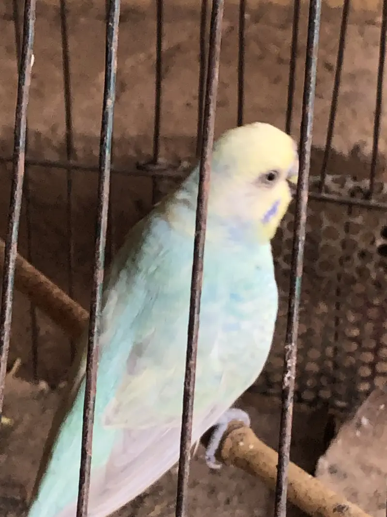 Rainbow budgies pair — photo 6