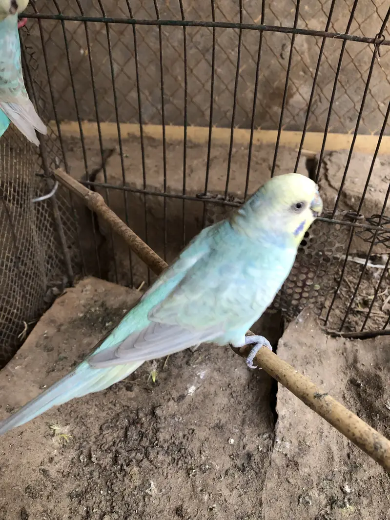 Rainbow budgies pair — photo 7