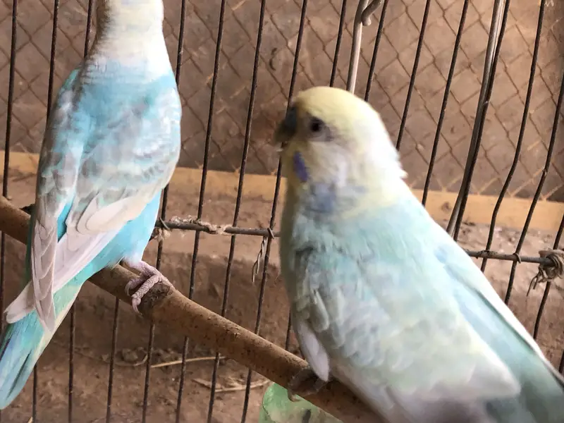 Rainbow budgies pair — photo 8