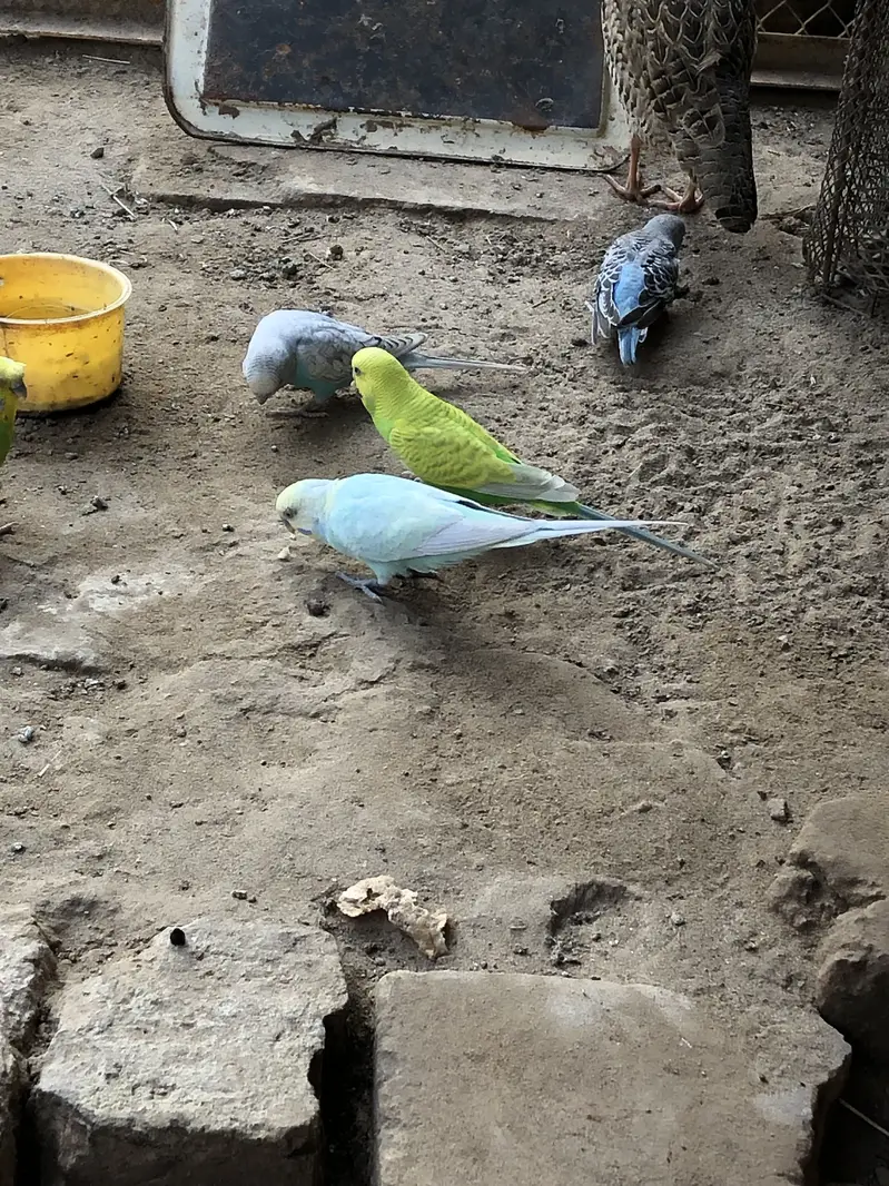 Rainbow budgies pair — photo 9