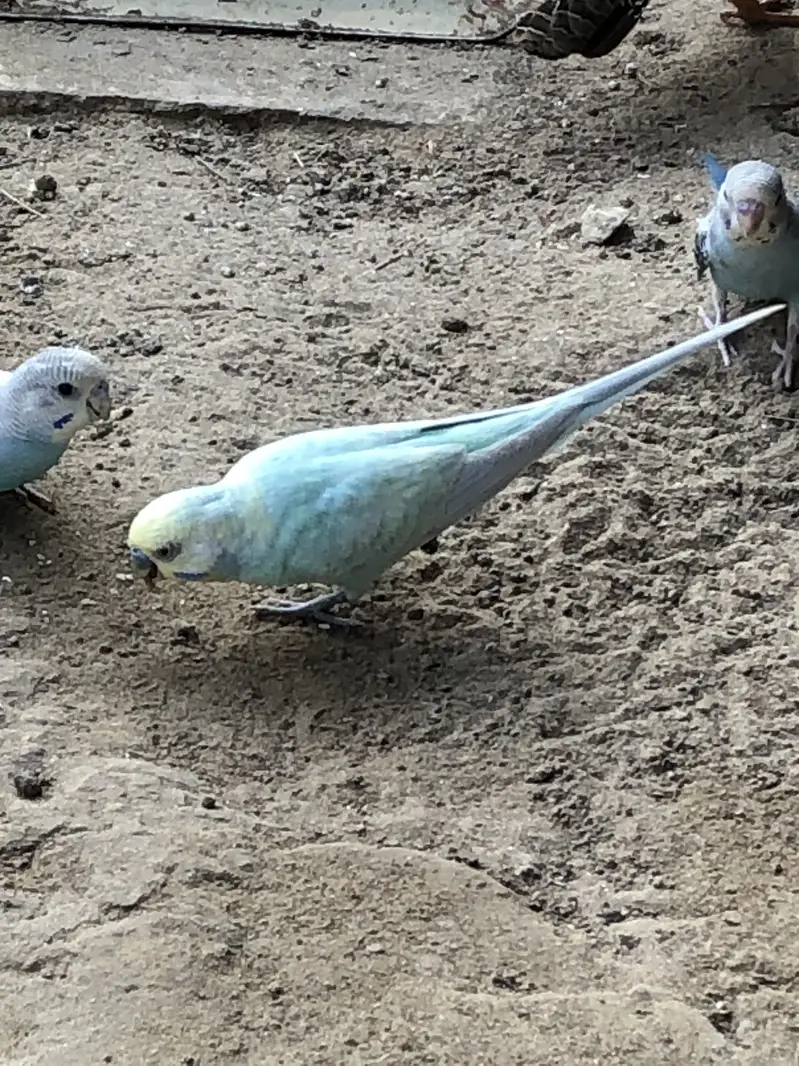 Rainbow budgies pair — photo 10