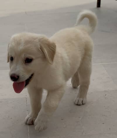 Golden Retriever Puppy – 2 Months Old – Healthy & Playful