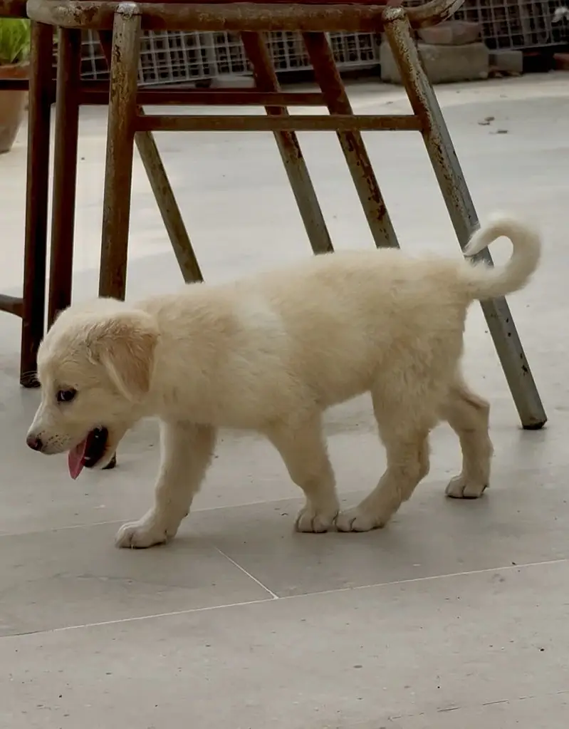 Golden Retriever Puppy – 2 Months Old – Healthy & Playful — photo 2