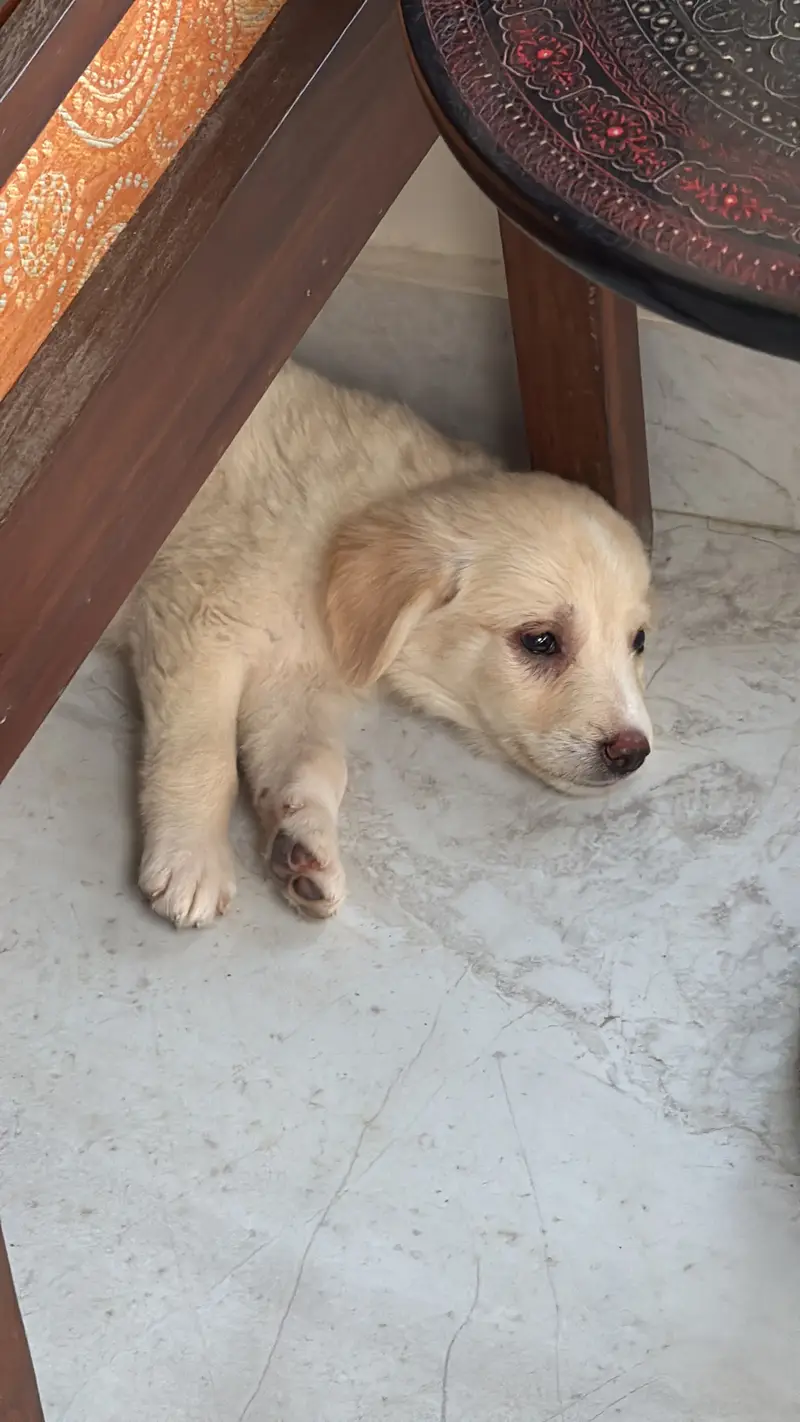 Golden Retriever Puppy – 2 Months Old – Healthy & Playful — photo 3
