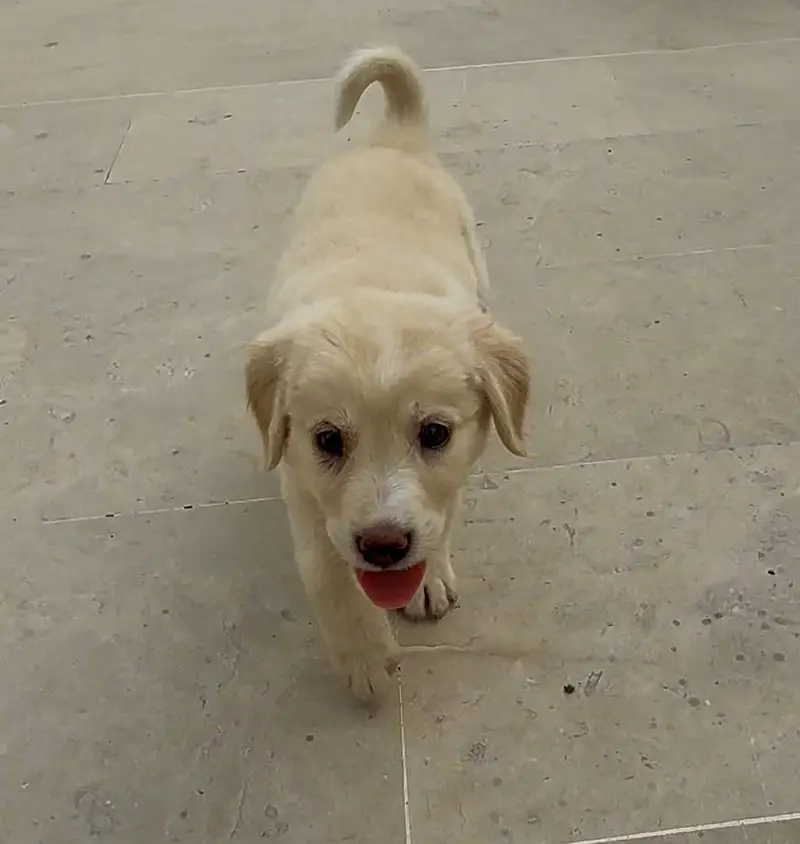 Golden Retriever Puppy – 2 Months Old – Healthy & Playful — photo 4