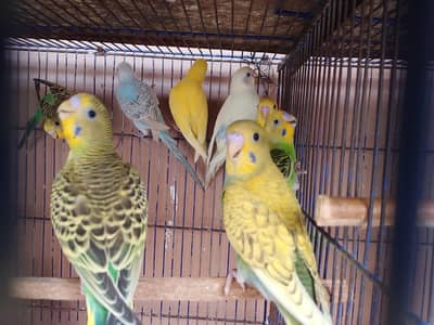 Budgies Pathey For Sale