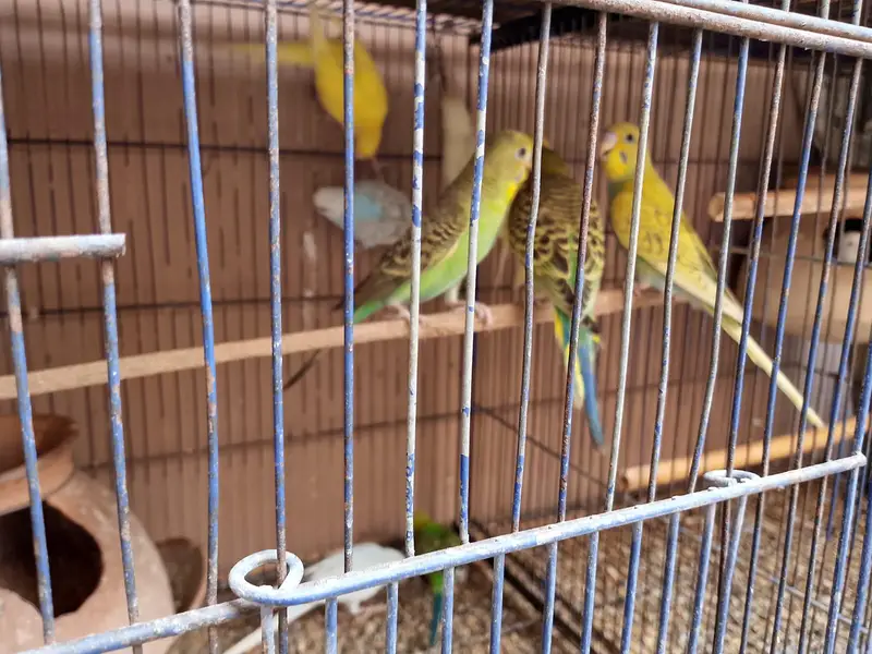 Budgies Pathey For Sale — photo 2