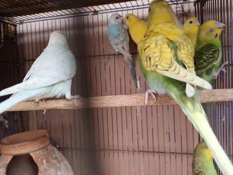 Budgies Pathey For Sale — photo 3