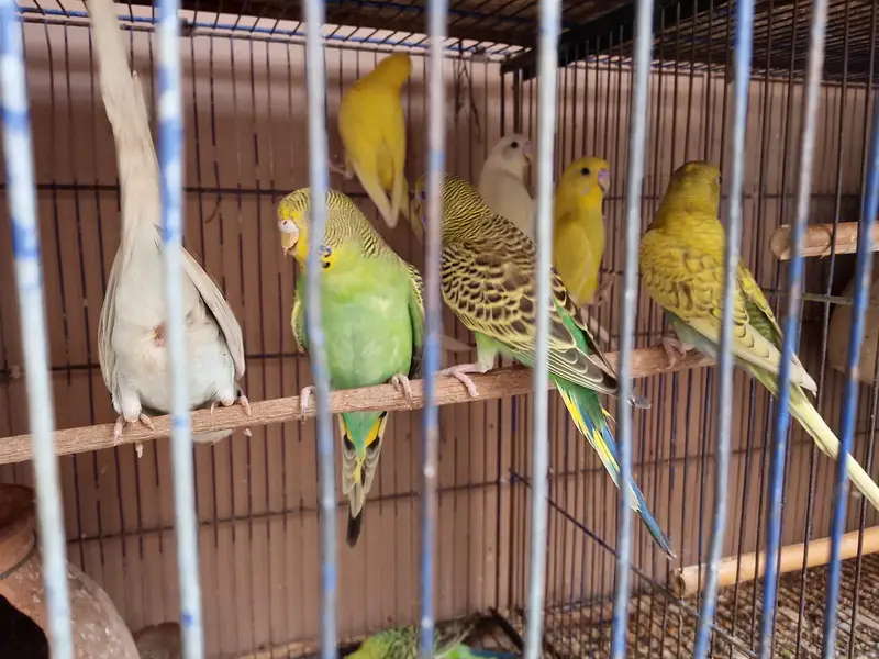 Budgies Pathey For Sale — photo 4