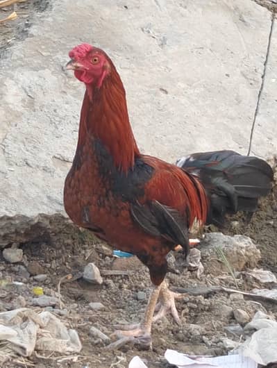 2 ADAD Desi murgy for sell sirf buyers rabta kary shukaria phone