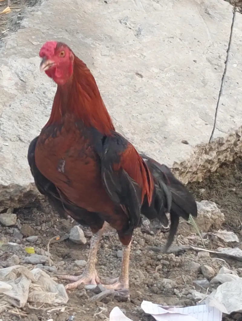 2 ADAD Desi murgy for sell sirf buyers rabta kary shukaria phone — photo 2