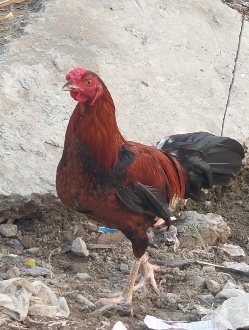 2 ADAD Desi murgy for sell sirf buyers rabta kary shukaria phone — photo 3