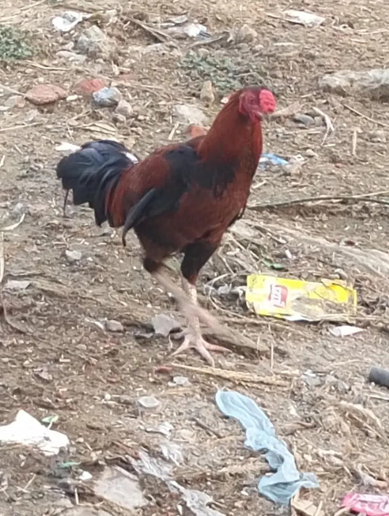 2 ADAD Desi murgy for sell sirf buyers rabta kary shukaria phone — photo 4