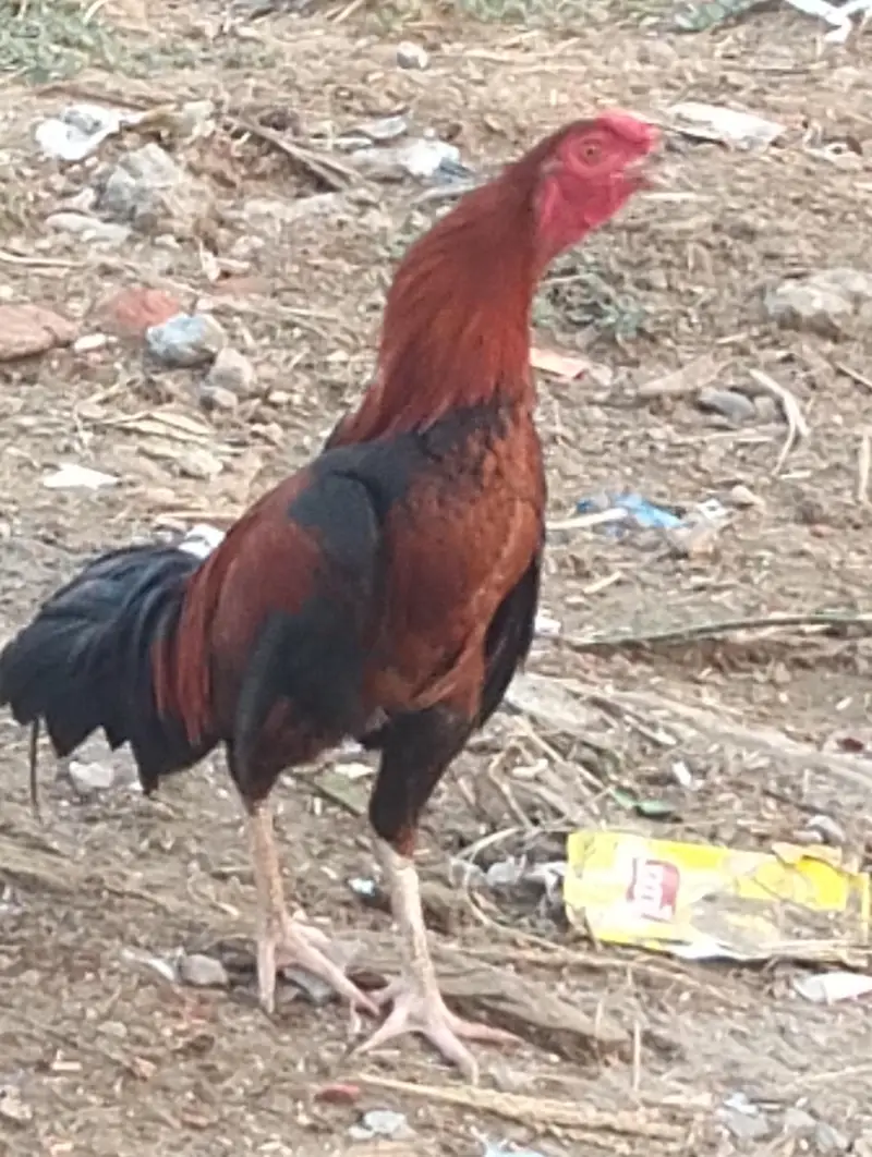 2 ADAD Desi murgy for sell sirf buyers rabta kary shukaria phone — photo 5