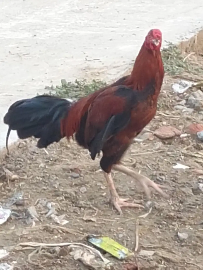 2 ADAD Desi murgy for sell sirf buyers rabta kary shukaria phone — photo 6