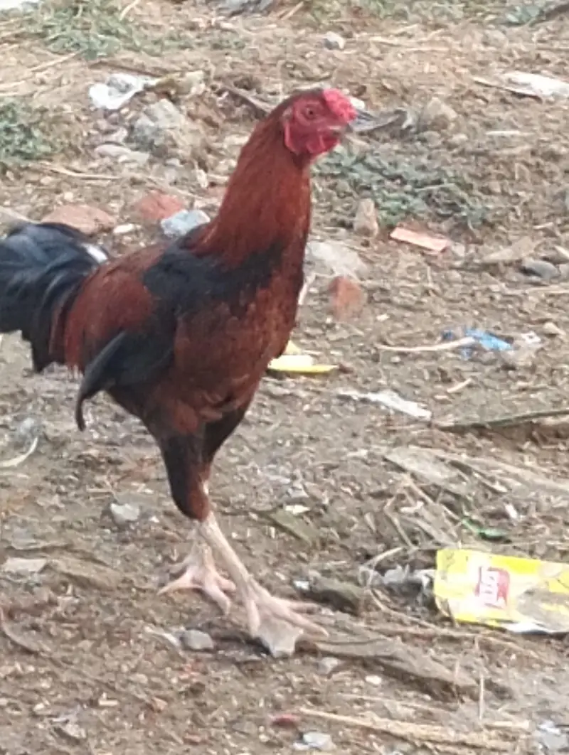 2 ADAD Desi murgy for sell sirf buyers rabta kary shukaria phone — photo 7