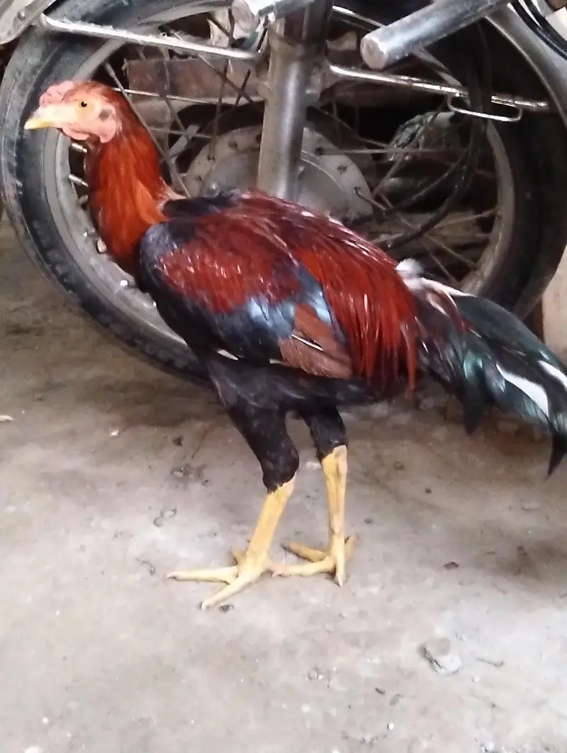 2 ADAD Desi murgy for sell sirf buyers rabta kary shukaria phone — photo 8