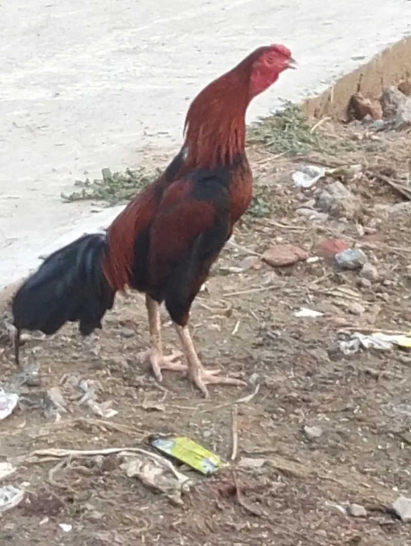 2 ADAD Desi murgy for sell sirf buyers rabta kary shukaria phone — photo 9