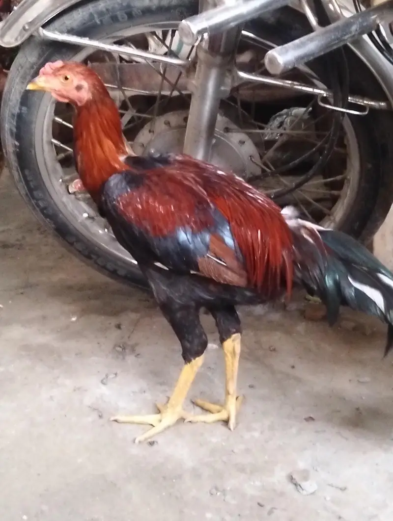 2 ADAD Desi murgy for sell sirf buyers rabta kary shukaria phone — photo 10