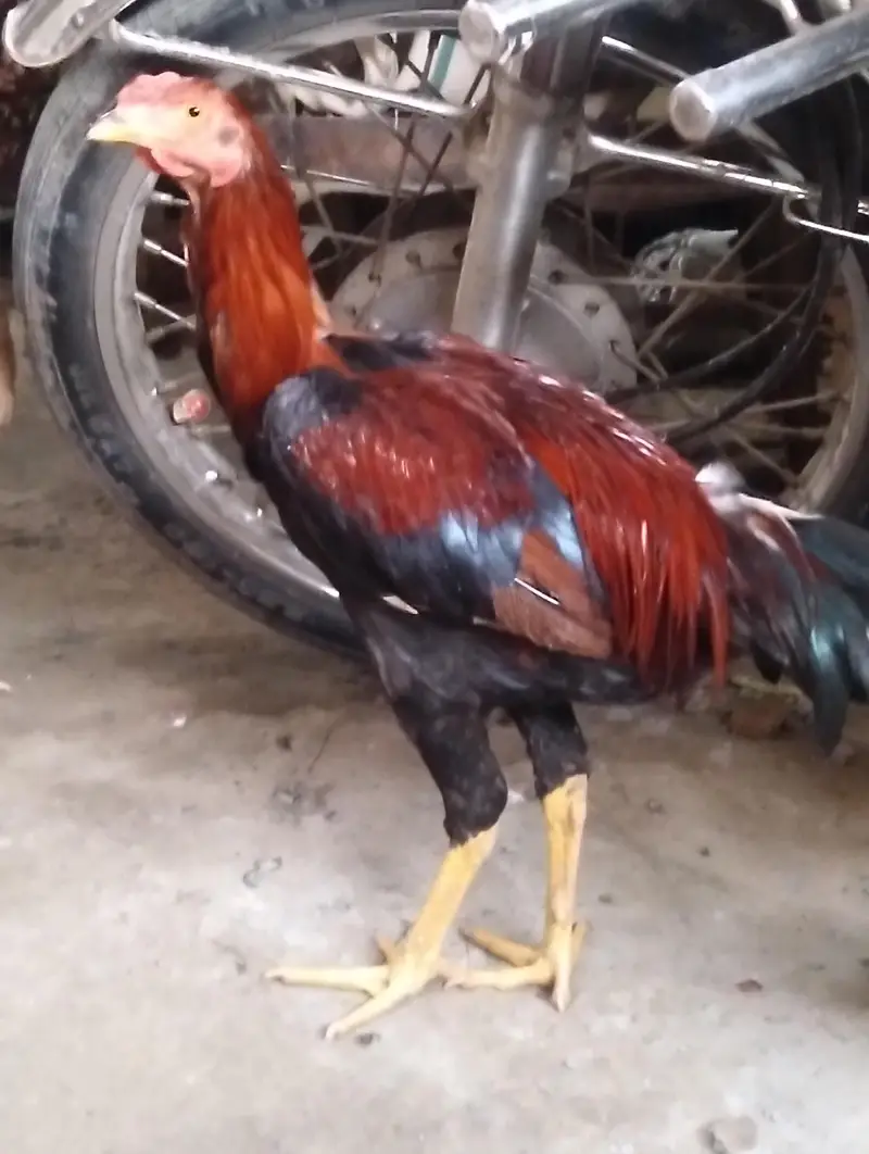 2 ADAD Desi murgy for sell sirf buyers rabta kary shukaria phone — photo 12