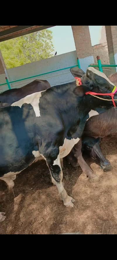 Pure Walaiti Bull Calf | 172.5 KG | Healthy & Strong
