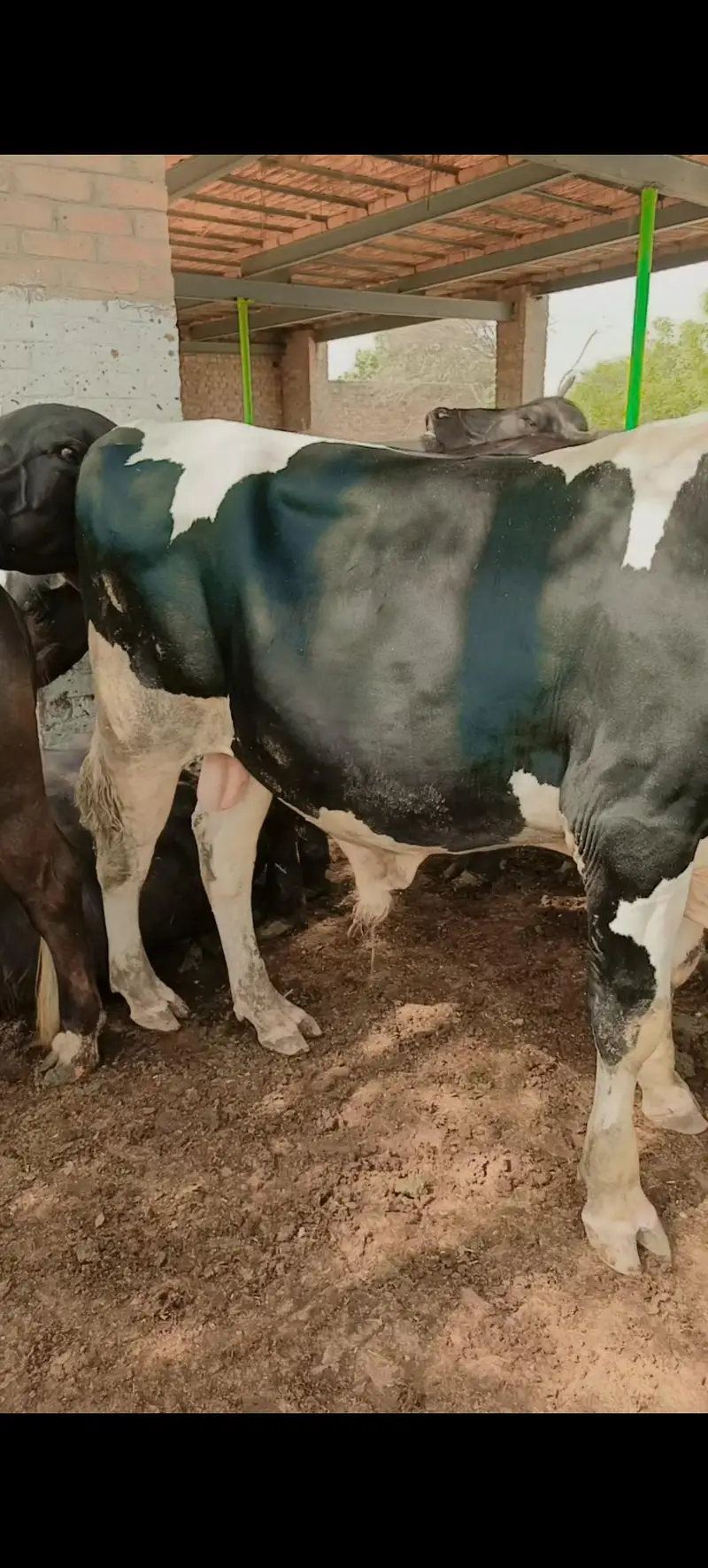 Pure Walaiti Bull Calf | 172.5 KG | Healthy & Strong — photo 2