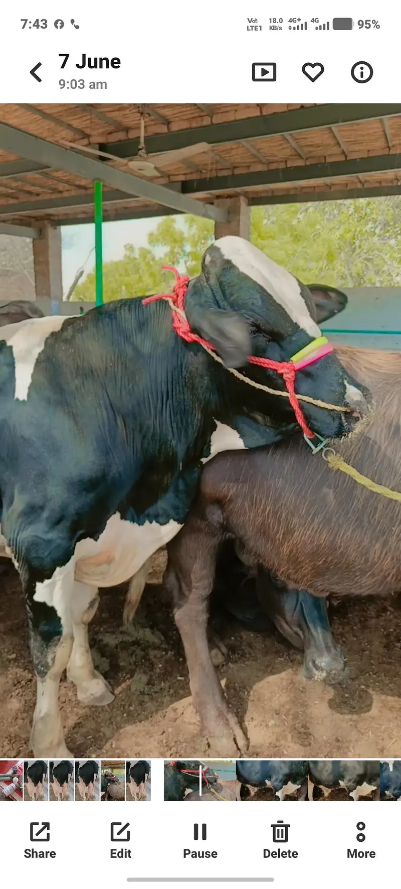 Pure Walaiti Bull Calf | 172.5 KG | Healthy & Strong — photo 3