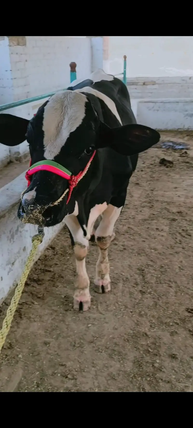 Pure Walaiti Bull Calf | 172.5 KG | Healthy & Strong — photo 4