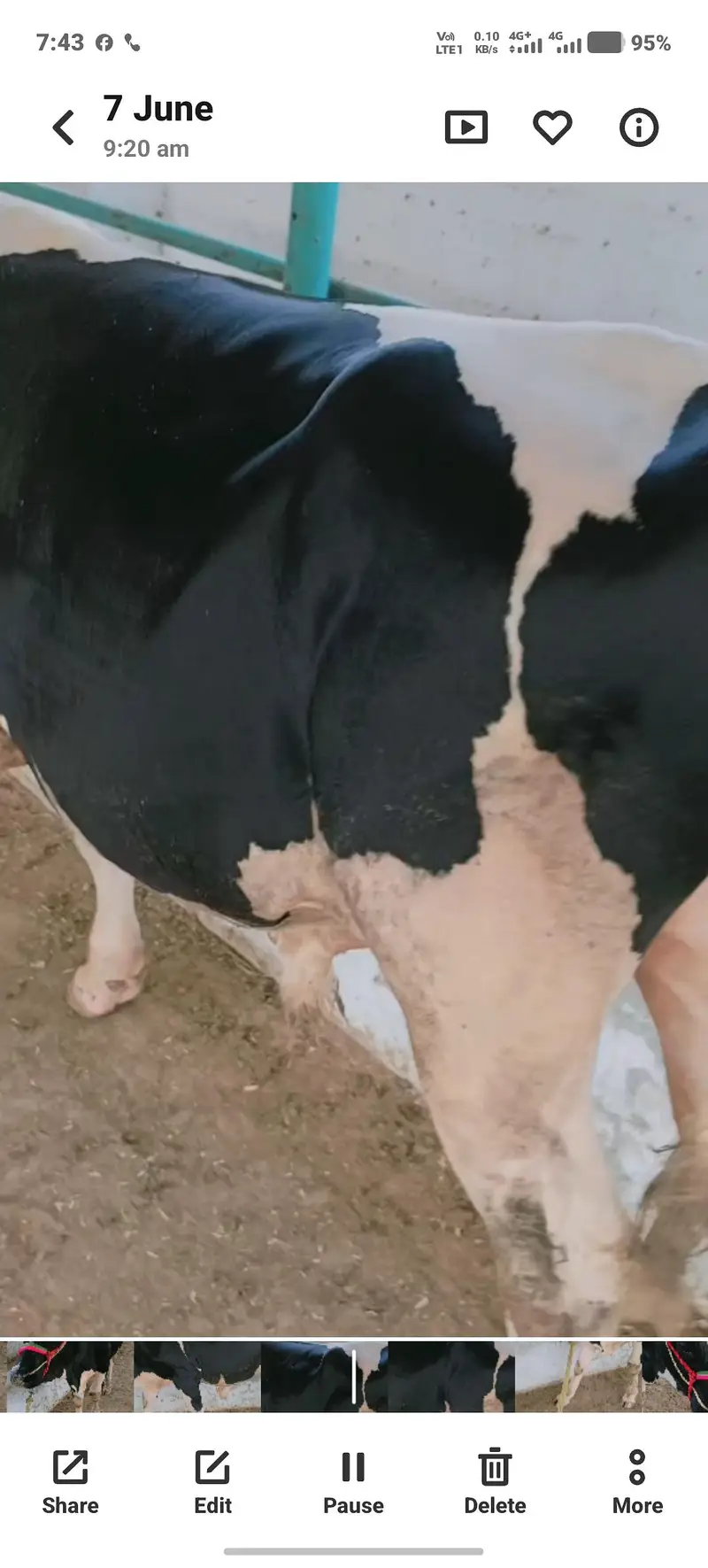 Pure Walaiti Bull Calf | 172.5 KG | Healthy & Strong — photo 5