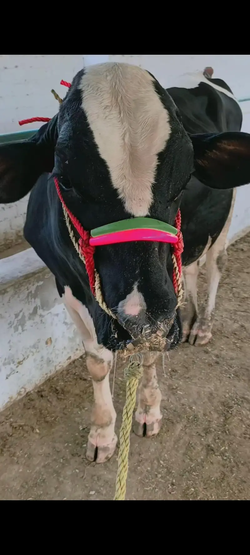 Pure Walaiti Bull Calf | 172.5 KG | Healthy & Strong — photo 6