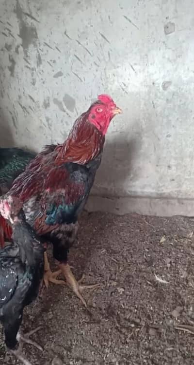 Pako +panus aseel chicks for sale
