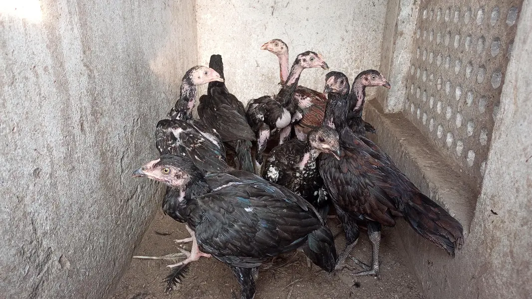 Pako +panus aseel chicks for sale per piece 5000 — photo 2