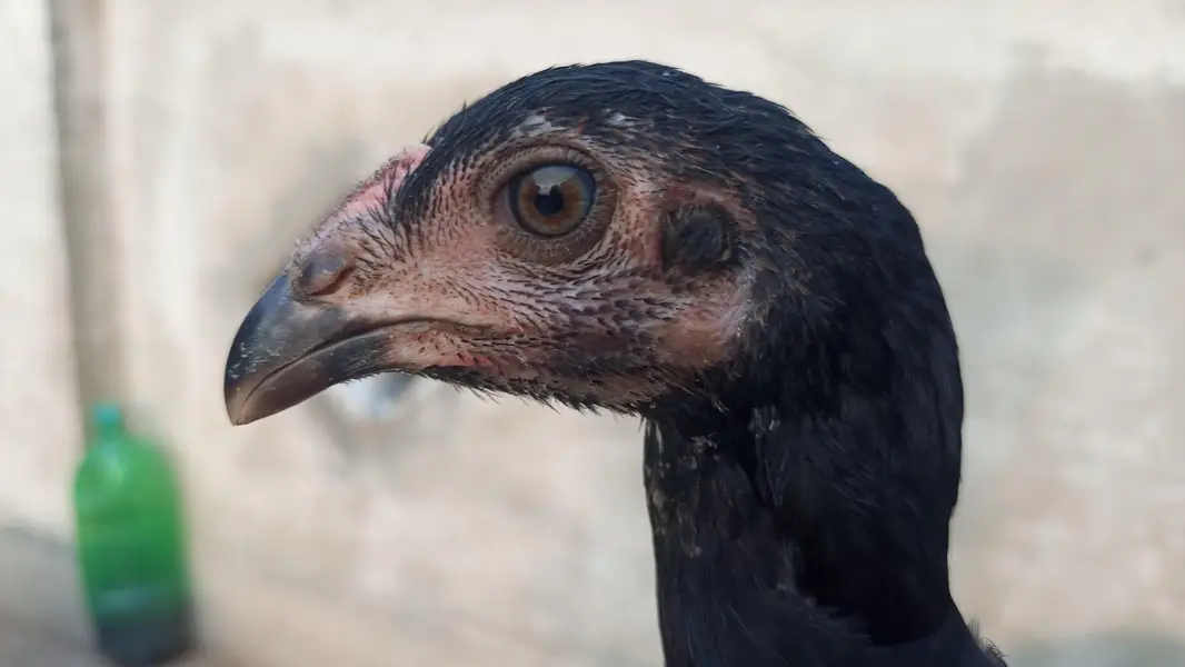 Pako +panus aseel chicks for sale per piece 5000 — photo 4