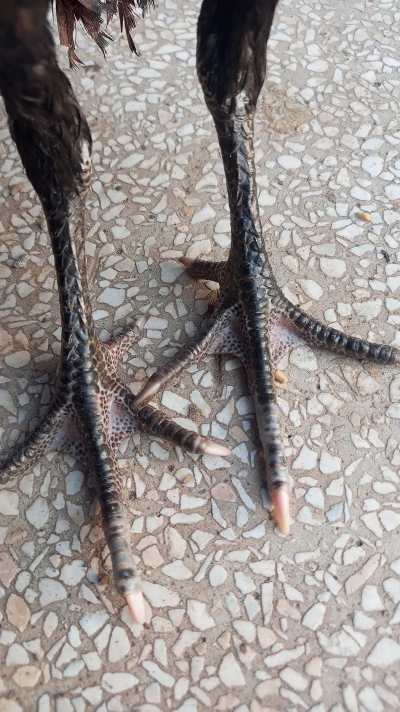 Pako +panus aseel chicks for sale per piece 5000 — photo 5