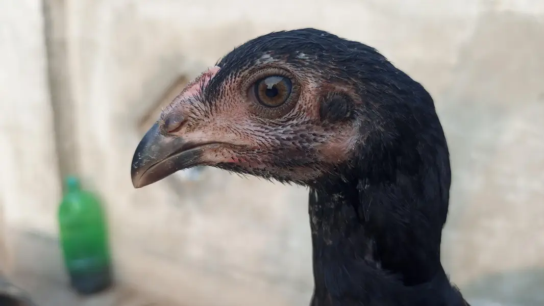 Pako +panus aseel chicks for sale per piece 5000 — photo 6