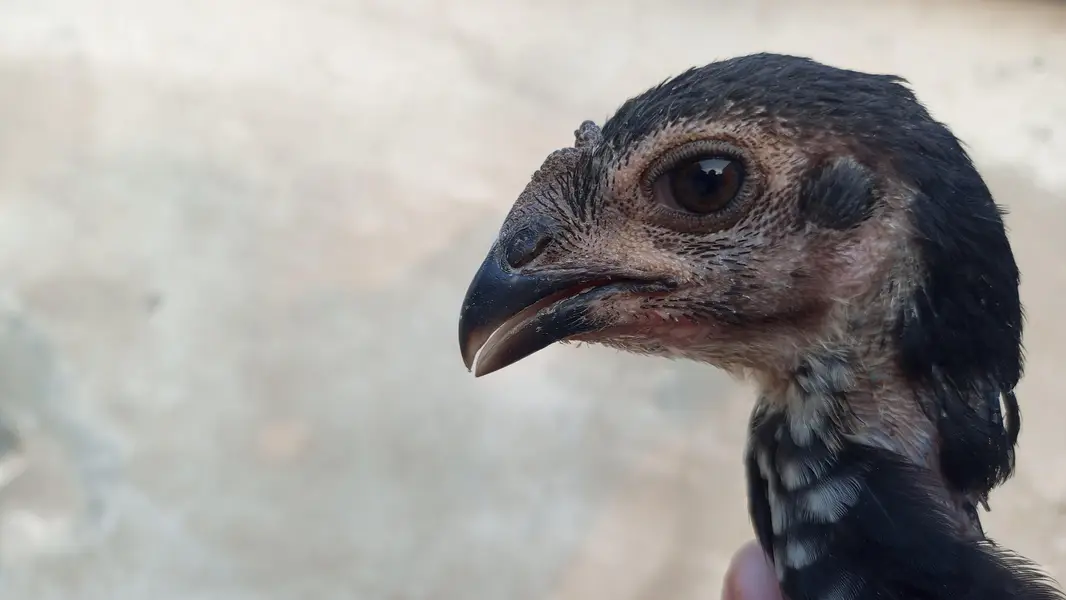 Pako +panus aseel chicks for sale per piece 5000 — photo 7