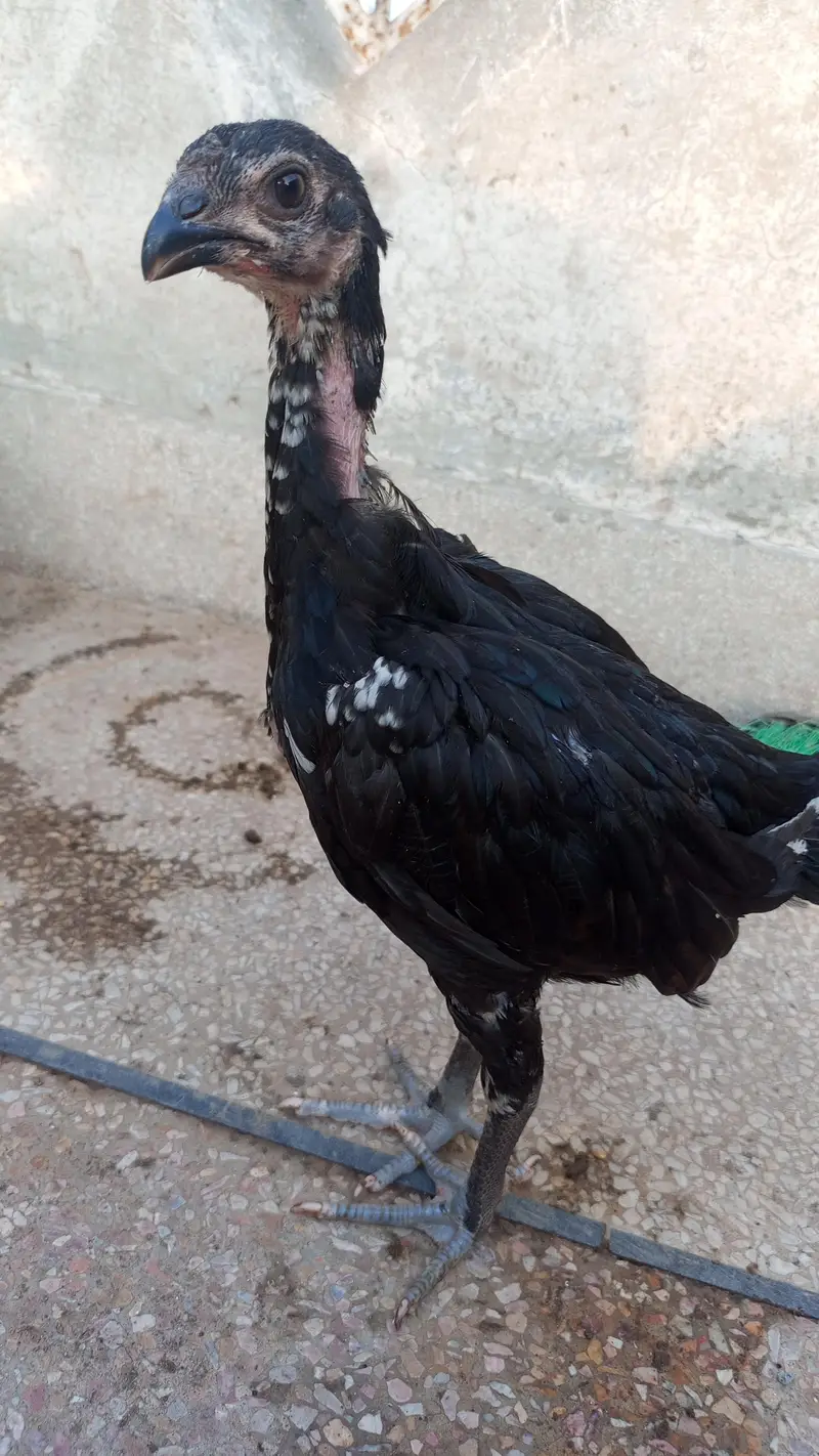 Pako +panus aseel chicks for sale per piece 5000 — photo 9