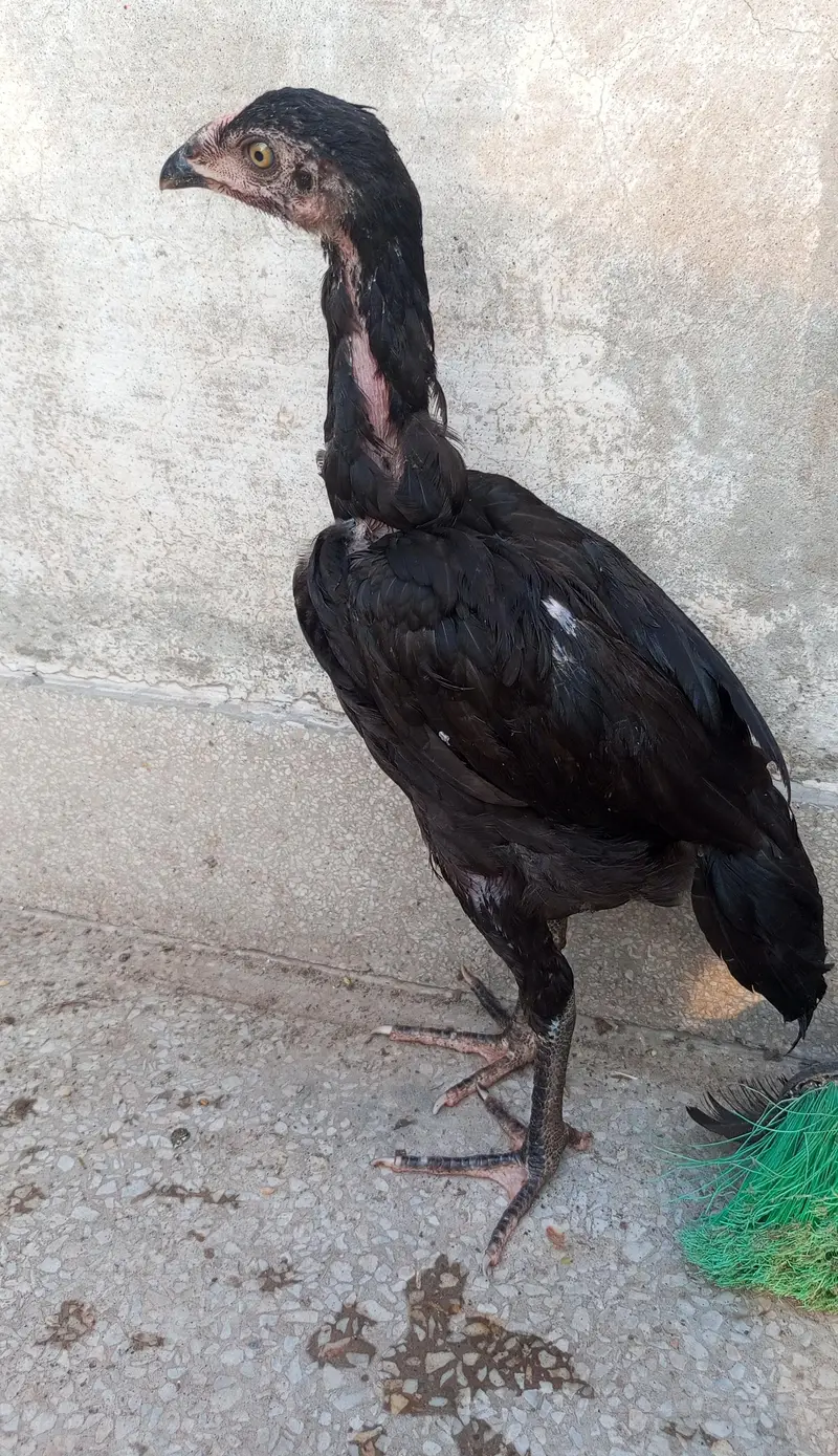 Pako +panus aseel chicks for sale per piece 5000 — photo 10