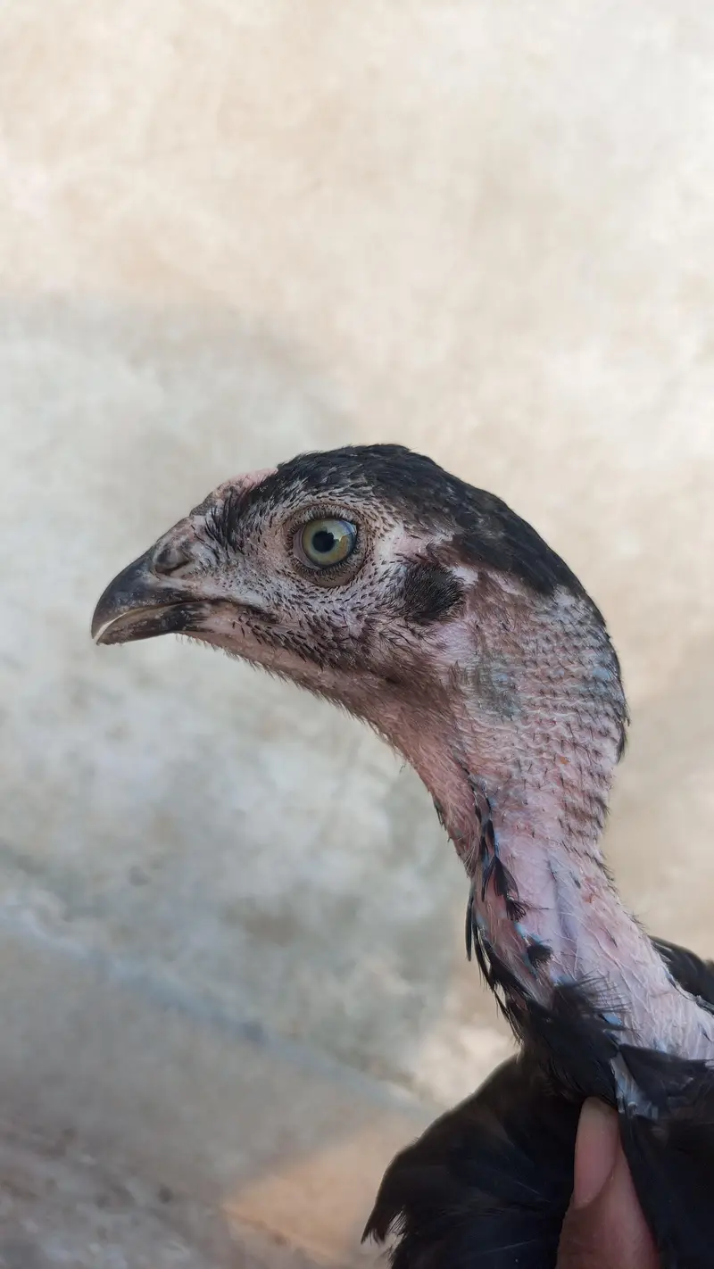 Pako +panus aseel chicks for sale per piece 5000 — photo 12