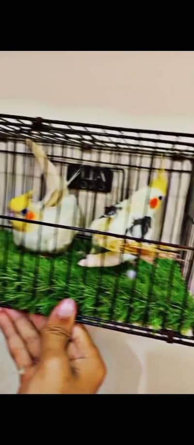 Cockatiel V pied into common white Breeder pair