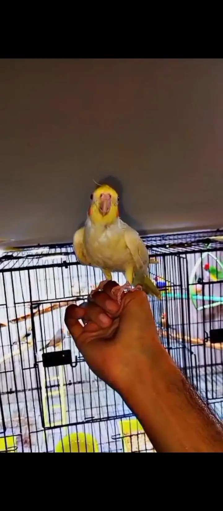 Cockatiel V pied into common white Breeder pair — photo 2